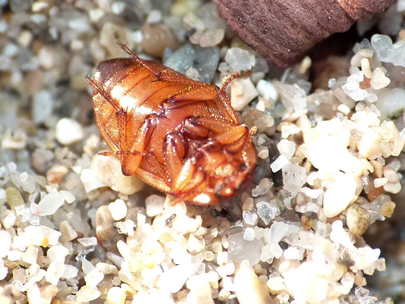 Phaleria reveillerei: variazioni